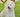 El West Highland White Terrier: Un pequeño perro con una gran personalidad