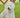 El West Highland White Terrier: Un pequeño perro con una gran personalidad