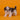 Shihtzu Hembra