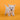 West Highland White Terrier Hembra