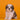 Shihtzu Macho