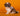 Shihtzu Macho