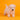 West Highland White Terrier Hembra