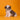 Shihtzu Macho